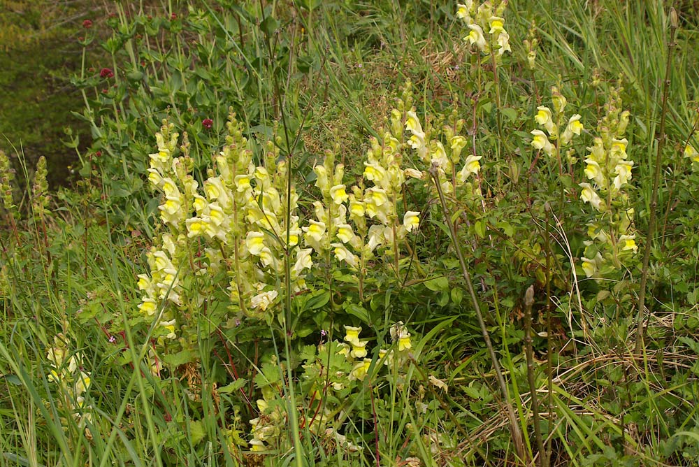 Antirrhinum latifolium / Bocca di Leone gialla